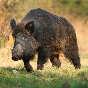 Jak nazywa się samica jelenia? Nazewnictwo zwierząt zaskakuje