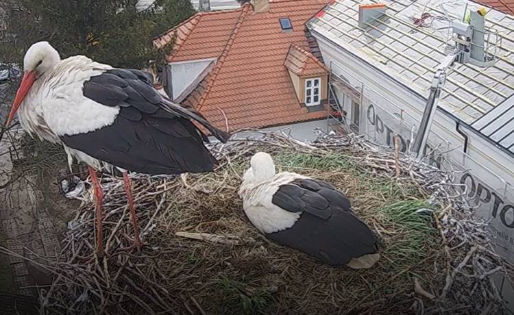 Tak Przygoda i Dziedzic okazują wielką radość! Wyjątkowe nagrania z bocianiego gniazda [WIDEO]