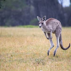Czeska policja w akcji. Z zoo uciekł kangur 