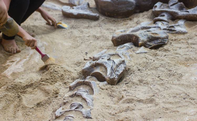 Pod ziemią jego ogrodu leżały kości. Był w szoku kiedy dowiedział się, skąd pochodzą [FOTO]