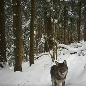 Tropem wilków podąża niedźwiedź... i nie tylko! Takie nagranie to rzadkość [WIDEO]