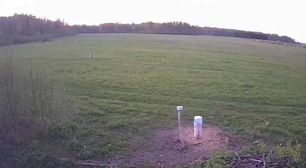 Wilki atakują stado dzików. Finał zaskakuje: "Ale akcja"! [WIDEO]