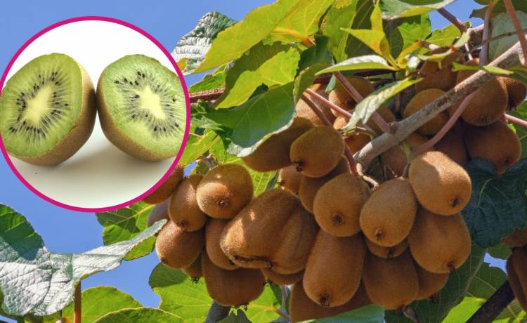 fot. shutterstock.com