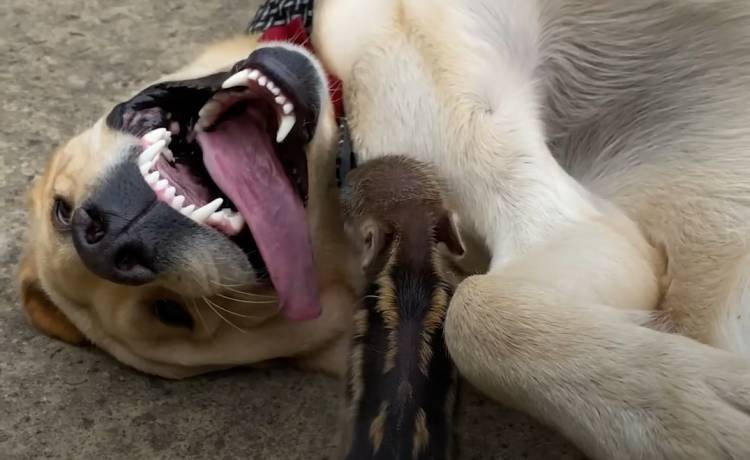 Dzik zaprzyjaźnił się z psem. Ich więź robi furorę w sieci. Zobaczcie nagranie! [WIDEO]