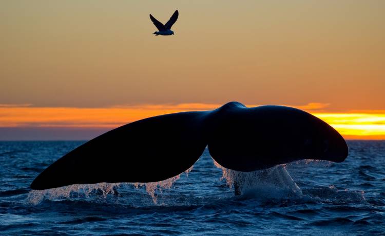 Rybak znalazł na plaży wymiociny wieloryba. Są warte fortunę!
