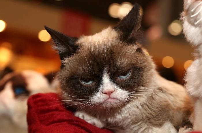 Grumpy Cat ma swojego następcę? To kot Louis!                                          