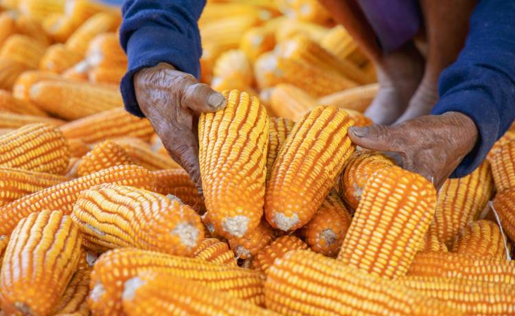 Ciężarówka wiozła 28 ton narkotyków. Rekordowe zatrzymanie w Brazylii