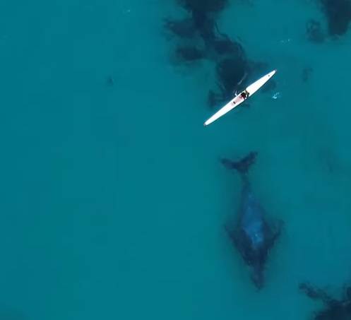 Niezwykłe wideo! Humbak "odprowadzał" kajakarza  [WIDEO]