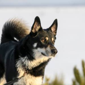 Bohaterska akcja strażaków. Przez kilka godzin ratowali psy uwięzione pod ziemią [FOTO]