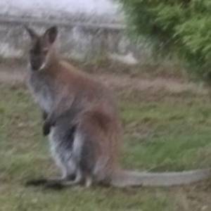 Zakończyły się poszukiwania małego kangura w Czarnieckiej Górze                                 