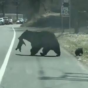 Małe niedźwiadki przenoszone przez ulicę przez mamę. Nagranie rozczula! [WIDEO]