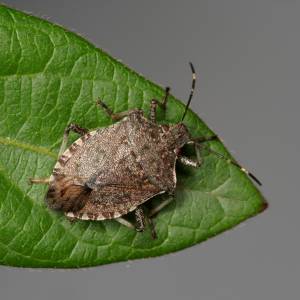 Wysyp tarczówek. Czy te owady są groźne?