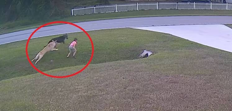 Pies sąsiada rzucił się na małego chłopca. W jego obronie stanął owczarek! [WIDEO]