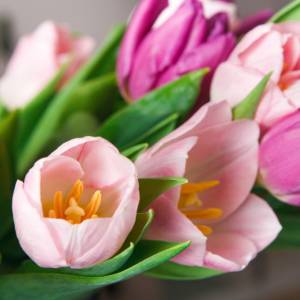 Które kwiaty wybrać na wielkanocny stół? Sprawdź nasze propozycje!                                                                   