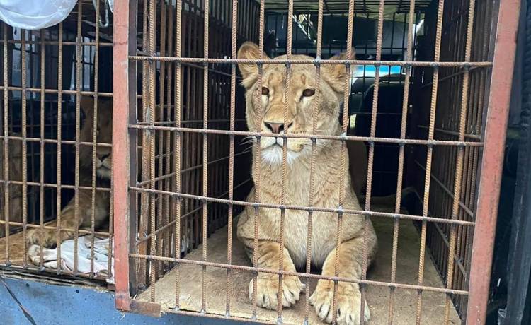 Te lwy otarły się o śmierć. Odratowano dzikie zwierzęta z zoo w Odessie [FOTO] 