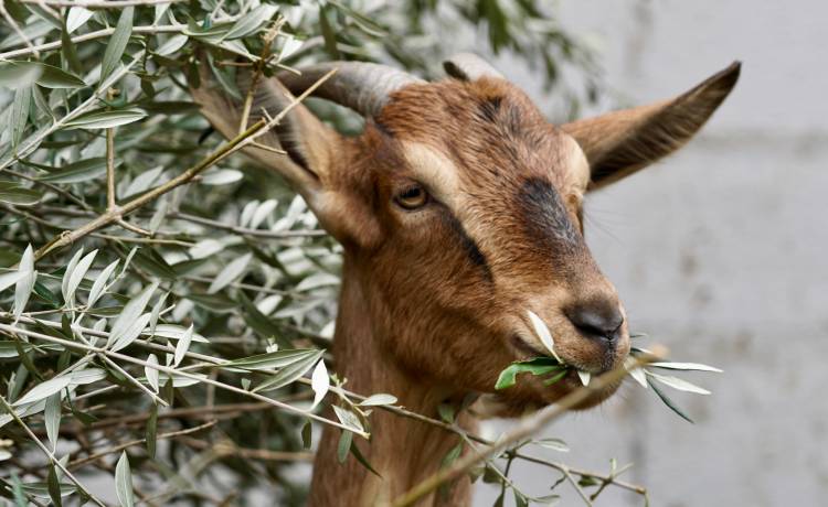 Koza weszła do radiowozu i zjadł raporty. Policjant nie mógł sobie z nią poradzić [WIDEO]