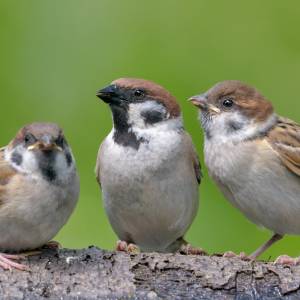 Tym nie dokarmiaj wróbli, bo im zaszkodzisz. Wielu Polaków popełnia ten błąd!