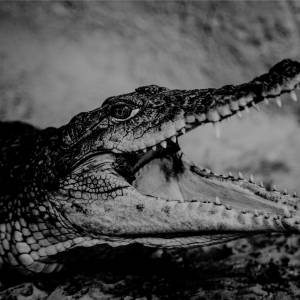 Horror w Indonezji. Ogromny krokodyl pożarł 45-latka!