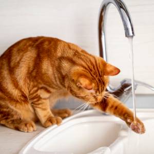 Kot odkręcił kran. Kwota za remont zwala z nóg [WIDEO]