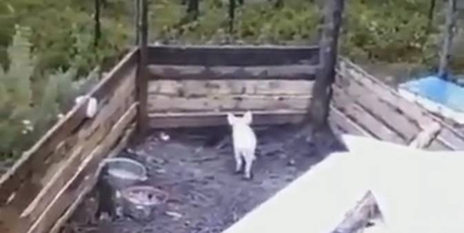 Niedźwiedzie kontra mała świnka. Drapieżniki bez trudu wdarły się do zagrody... [WIDEO]