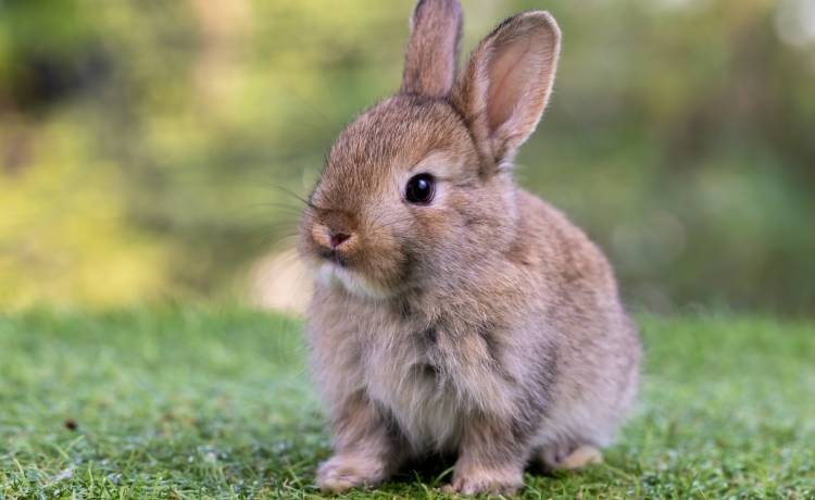 Percy jest oficerem policji. Sęk w tym, że to królik [FOTO]