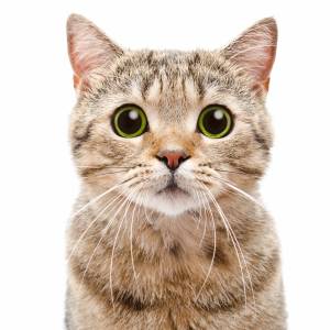 Naukowcy poddali koty badaniom. Udało się oparcować typy charakterów!