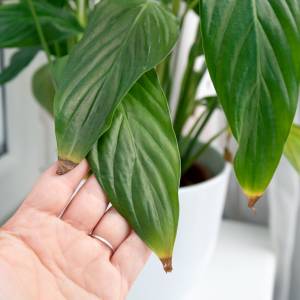 Brązowe końcówki liści? Oto prosty sposób, by twój skrzydłokwiat znów zachwycał!