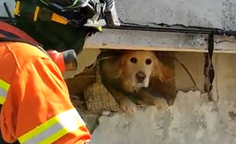 Po 200 godzinach wyszedł na powierzchnię. Pies uratowany w Turcji [WIDEO]
