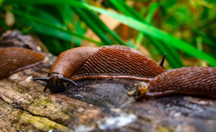 Jak się pozbyć ślimaków bez skorupy?, fot. Shutterstock