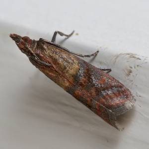 Tak rozpoznasz obecność moli spożywczych w kuchni. Zajrzyj do szafki