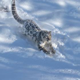 Atak irbisa na narciarkę. Chciała zrobić sobie z nim zdjęcie