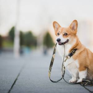 Złodziej z Mazowsza. Nie chciał ukraść psa, po prostu wyprowadził go na spacer
