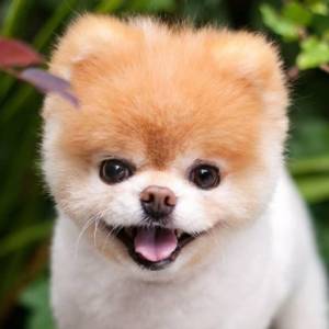 Nie żyje pies Boo. Był „najsłodszym” czworonogiem na świecie