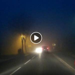 Na Śląsku grasuje puma. Nagranie ze zwierzęciem trafiło do sieci [WIDEO]