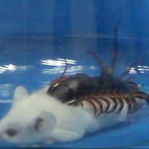 Przerażające znalezisko w warszawskim mieszkaniu! "Bardzo podejrzanie wyglądający robak" wypełzł z prania