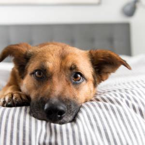 Dlatego nie powinno się spać z psem. Ekspertka wyjaśnia