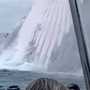 Płynęli łodzią, gdy nagle natrafili na olbrzymiego wieloryba! Wyskoczył tuż obok nich! [WIDEO]