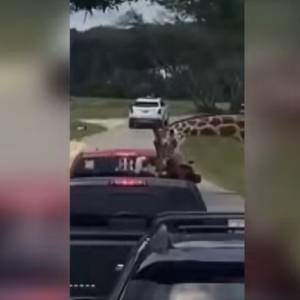 Żyrafa szukała przekąski? Zwierzę złapało dziecko na oczach przerażonych rodziców! 