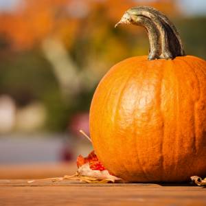 Najcięższa dynia wszech czasów. Co za wynik! [FOTO]