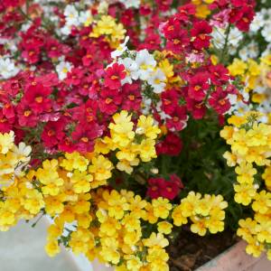 Pelargonie odchodzą do lamusa? Sąsiedzi oniemieją, gdy zobaczą tę kolorową kaskadę