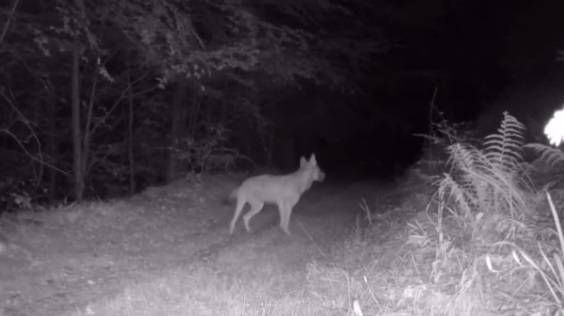 Wataha wilków nocą. Tak wygląda polowanie... "Natura jest piękna" [WIDEO]