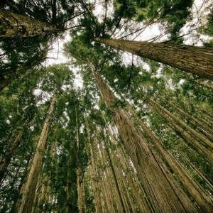 Zbieracze poroży znaleźli zwłoki.  Makabryczne odkrycie w Beskidzie Sądeckim! 