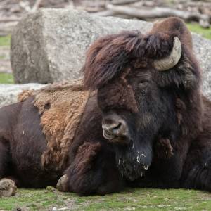 Dwaj mężczyźni znęcali się nad jednym ze zwierząt w poznańskim zoo. Pracownicy opublikowali nagranie [WIDEO] 