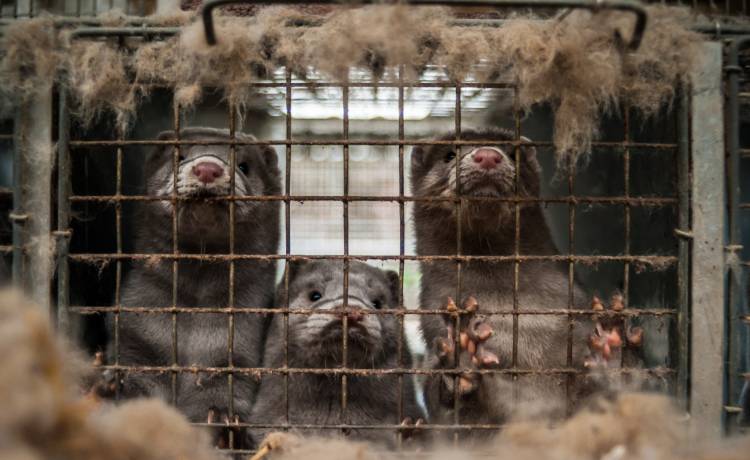 Wykryto Covid-19 u pół tysiąca norek w woj. wielkopolskim. Jak zwierzęta się zakaziły?