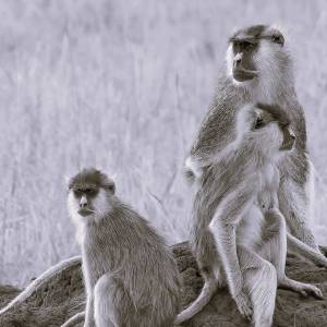 Smutne wieści ze Śląskiego Ogrodu Zoologicznego. Miesięczne zwierzę nie żyje