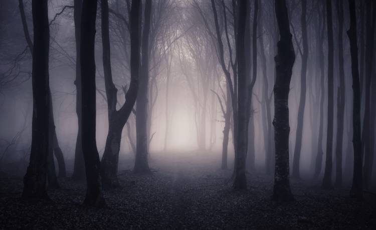 Grzybiarz znalazł w lesie ludzką głowę! Przerażające odkrycie na Podkarpaciu