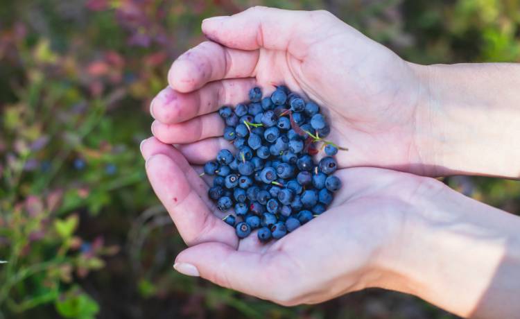 Sekret słodkich borówek ujawniony! Zrób to podczas sadzenia, fot. Shutterstock