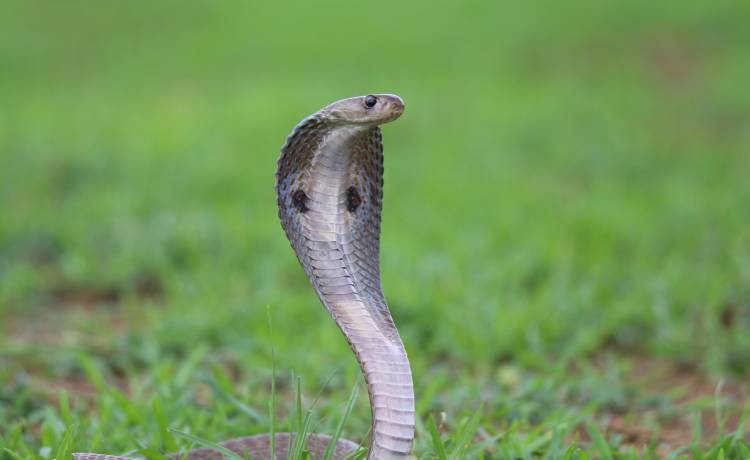 8-letni chłopiec został ukąszony przez kobrę. Sam zabił ją ugryzieniem