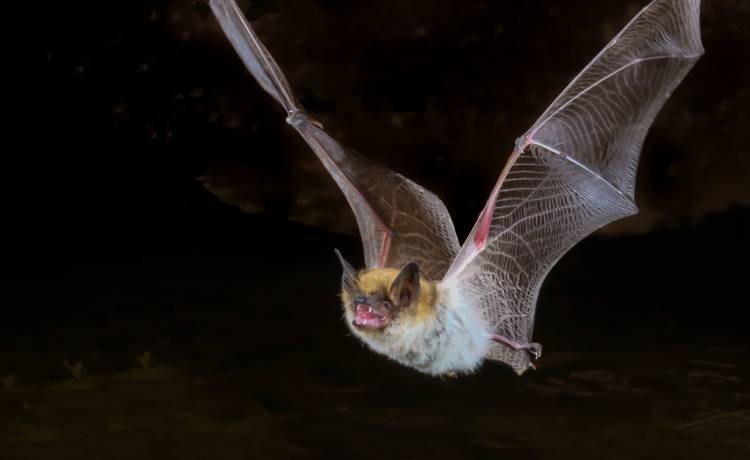 80-letni mężczyzna odmówił szczepienia. Nie przeżył spotkania z nietoperzem