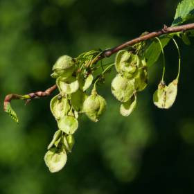 Europejskie Drzewo Roku. Polski wiąz z szansą na zwycięstwo 
